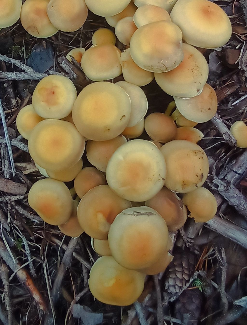 Hypholoma fasciculare